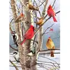 Cobble Hill Oiseaux d'Hiver