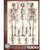Puzzle Eurographics - Système squelettique - 1000 pièces - Science et espace