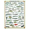 EurographicsPuzzles - Poisson d'eau douce - puzzle - 1000 pièces
