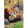EuroGraphics- Red Panda Puzzle, 8251-5557, Coloris Assortis, 33 x 48 cm