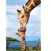 EuroGraphics Puzzle 250 pièces : Collection Save our planet : Girafes