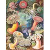 Puzzle 1000 pièces : Anémones de mer