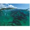 Bottlenose Dolphins 1000 Pièces  New York Puzzle Company