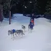 Conduite d'un attelage de Chiens à Saint-Martin-en-Vercors