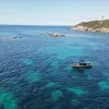 Sortie en Mer à la rencontre des Dauphins et Baleines à Saint-Cyr