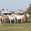 Randonnée Safari en 4x4 en Camargue à Aigues-Mortes