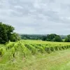 Visite et Dégustation de Vins au Domaine La Grande Maison à Monba