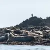 Sortie en Mer et observation de dauphins à Camaret-sur-Mer