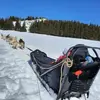 Balade en Chiens de Traîneau près de Valence