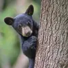 Dormir avec les Ours au Zoo de Thoiry