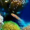 Brevet de Plongée Scuba Diver au Cap d'Agde