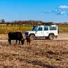 Randonnée Safari en 4x4 à Fontvieille dans les Alpilles
