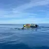 Sortie en mer à la rencontre avec les Dauphins à Sète