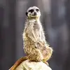 Dormir avec les Girafes au Parc Planète Sauvage près de Nantes