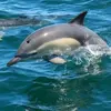 Sortie en Mer à la rencontre des Dauphins à Arzon