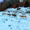 Randonnée en Chiens de Traîneau près de Bagnères-de-Luchon