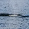 Sortie en Mer à la rencontre des Dauphins à Villefranche-sur-Mer