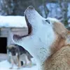 Randonnée en Chiens de Traîneau dans les Pyrénées Catalanes