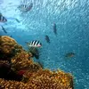 Initiation à la plongée sous-marine au Cap d'Agde