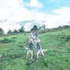 Randonnée en Cani-Kart au Val d'Azun