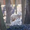 Dormir avec les Loups au Zoo de Thoiry