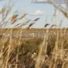 Randonnée Safari en 4x4 aux Saintes-Maries-de-la-Mer