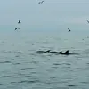 Sortie en Mer à la rencontre des Dauphins à Port Leucate
