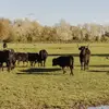Randonnée Safari en 4x4 à Arles