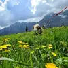 Balade en Cani-Rando à Mont-Saxonnex