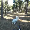 Balade en Cani-Rando au Cambre-d'Aze près de Font-Romeu