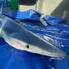 Pêche au Gros à Port-de-Bouc
