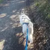 Balade en Cani-Rando près d'Evian-les-Bains