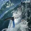 Pêche au Gros à la Rochelle