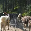 Promenade en Cani-kart près de Thonon-les-Bains