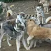 Randonnée Estivale en Chiens d'Attelage près de Grenoble