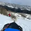 Randonnée en Chiens de Traîneau dans la Station des Coulmes