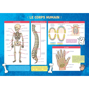 Comparateur de prix : Rue Des Ecoles Les posters de l'école : Le Corps humain