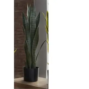 AlexandreHouse Plante Sansevieria 75 cm. 75 cm pas cher