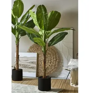 FIJALO Bananier 220 cm. 220 cm pas cher