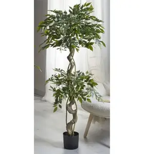 FIJALO Plante Ficus Benjamin 155 cm. 155 cm pas cher