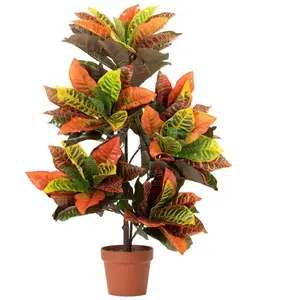 Plante Codiaeum Variegatum 60X60X100 Cm pas cher