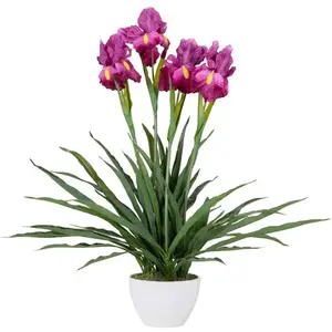 Orchidée Cattleya 60 x 60 x 70 cm pas cher