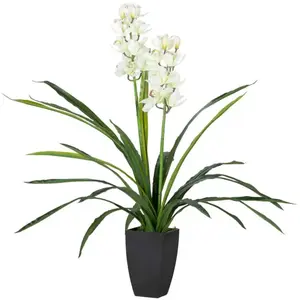 Orchidée Cymbidium 60 x 60 x 100 cm pas cher