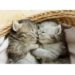 EDUCA-500 DOUX CHATONS pas cher