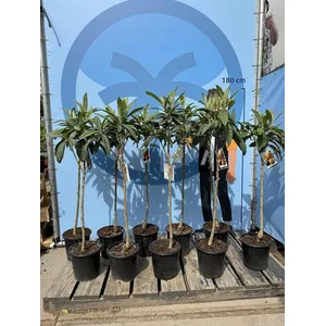 Nèfle du Japon, Eriobotrya Japonica, Nèfle 150cm Mispero, Argelino pas cher