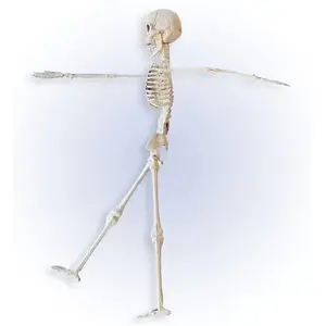 Widmann Squelette 3D -40 cm pas cher