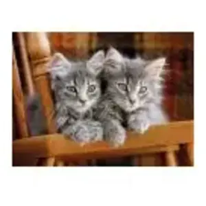 Puzzle - CLEMENTONI - Kittens - 500 pièces - Multicolore - Ecologique