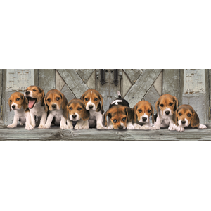 Puzzle panoramique - CLEMENTONI - Beagles - 1000 pièces - Animaux - Adulte