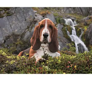 Puzzle 1000 pièces - CLEMENTONI - Charlie Brown - Animaux - Adulte - Mixte pas cher