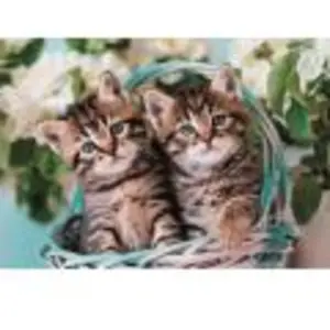 Mignons Chatons Jumaux 60 Pièces Clementoni pas cher